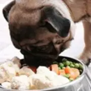 Avatar de Curso de Alimentação Natural para Pets