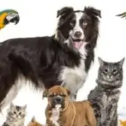 Produto Pet Shop - Grupo do Telegram