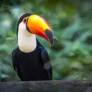 Avatar de Pet Anjos