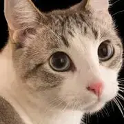 Avatar de Neco Cats