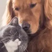 Avatar de Hidratante para Cães e Gatos