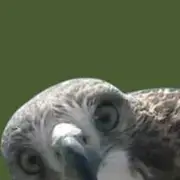Mundo dos Pássaros 🦜 - Grupo do Telegram
