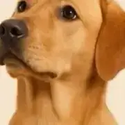 Avatar de Cuidados Com Pets