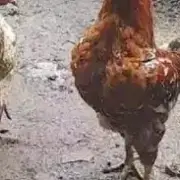 Avatar de Vendas De Galinha Sertaneja Balão