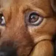 Avatar de Faça Uma Doação Para Os Doguinhos Doentes 😢
