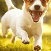Avatar de Mundo Dos Pets