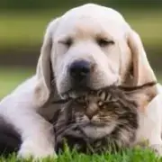Avatar de E-book De Receitas Para Pets 🐶🐱