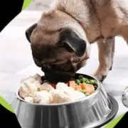Avatar de Alimentação Natural para Pets