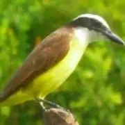 Avatar de Fotografias do Amazonas