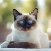 Avatar de Adestramento de gatos 🐈
